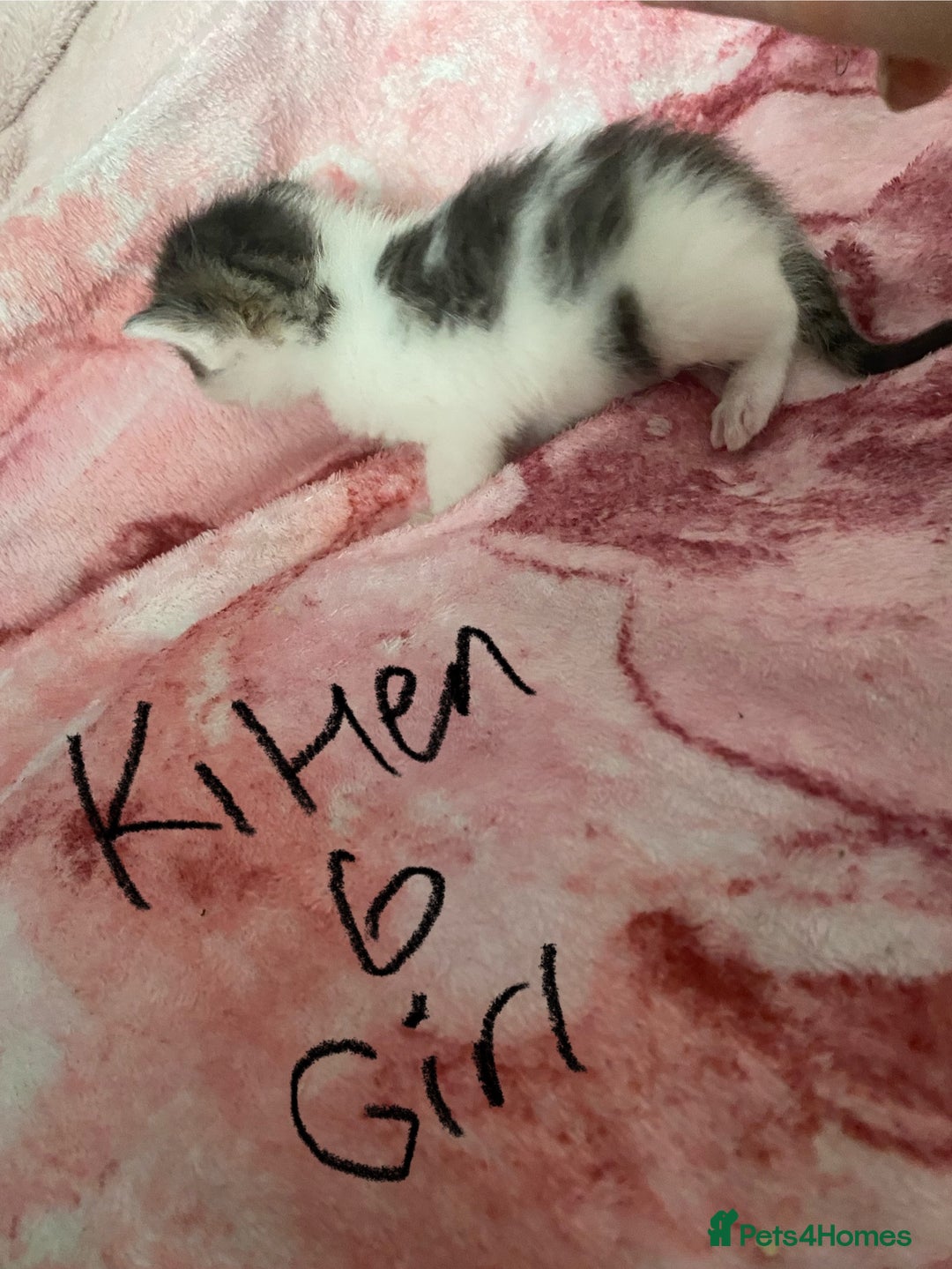 Maine Coon cats for sale: MI have 6 BEAUTIFUL kittens for sale🩷 - Image 14