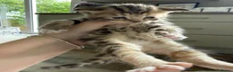 Mixed Breed cats for sale: 7 LEFT - 8 fluffy kittens for sale  - Advert 11