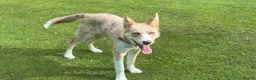 Mixed Breed dogs for sale: Beautiful Blue-Eyed Aussie Shepherd Husky Mix - Advert 3