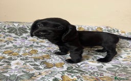 Cocker Spaniel dogs for sale: REDUCED KC Cocker Spaniel Boy £700 - Image 12