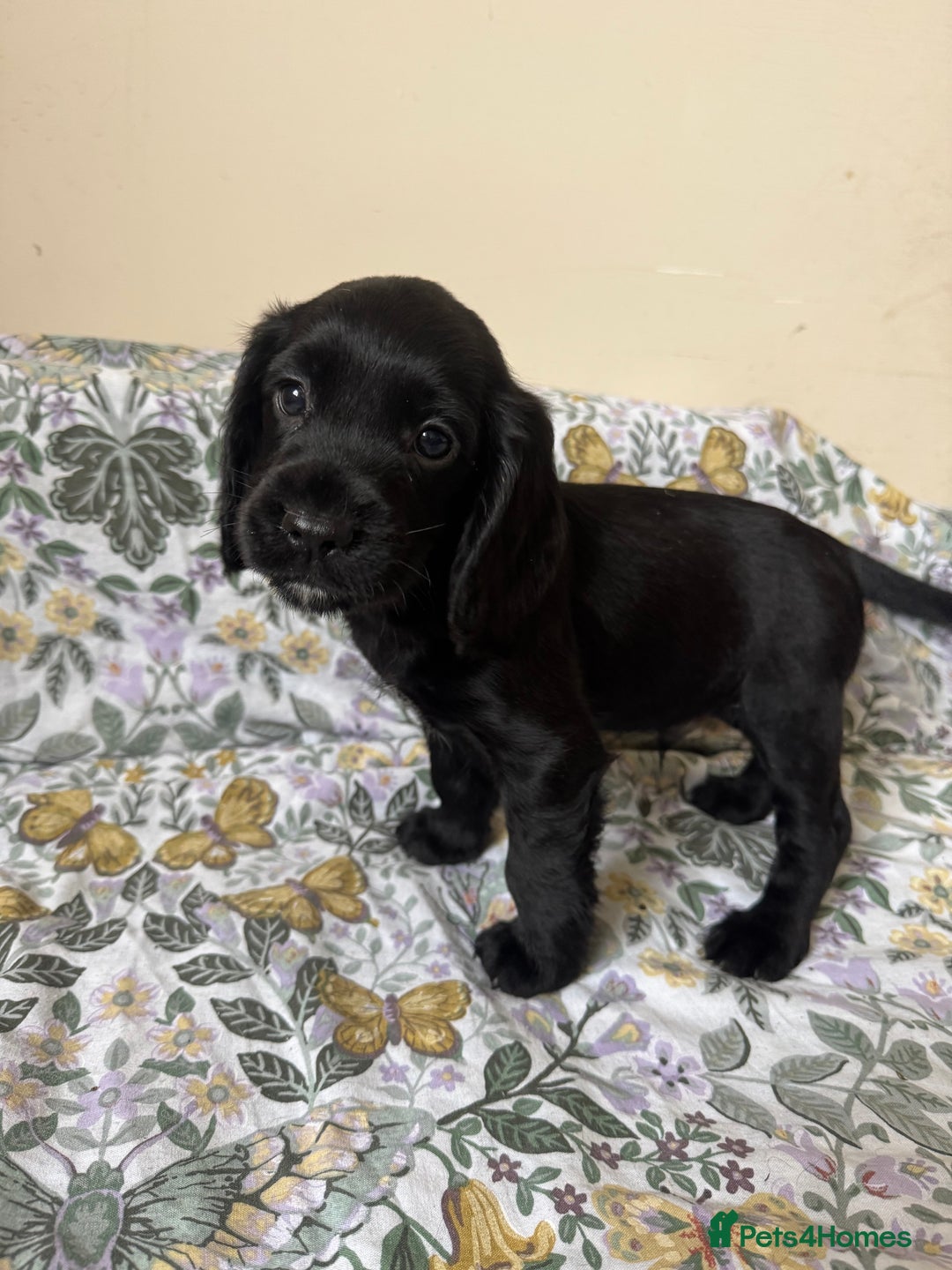 Cocker Spaniel dogs for sale: REDUCED KC Cocker Spaniel Boy £700 - Image 12