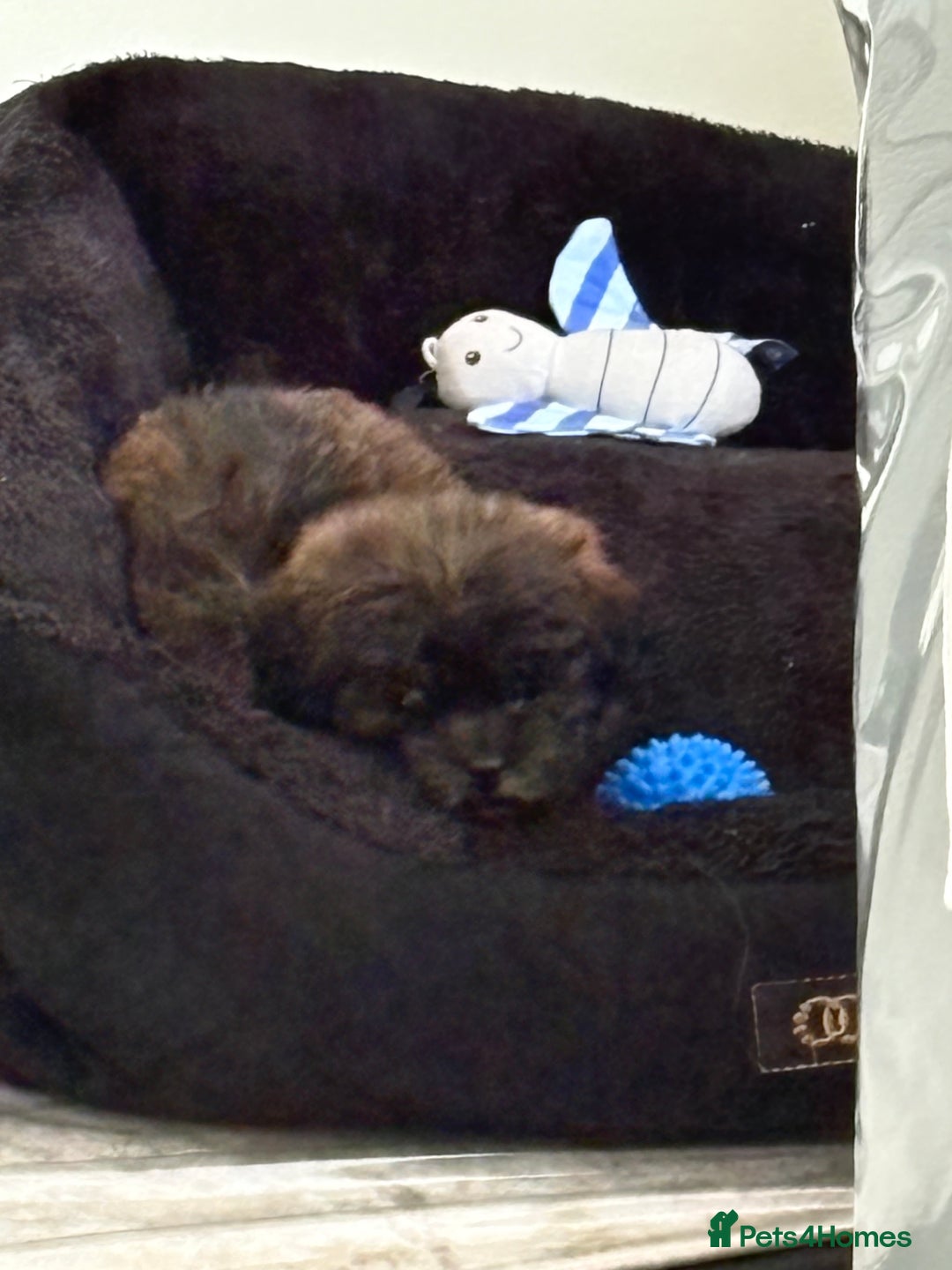 Shihpoo dogs for sale: Shih Tzu X poodle X Shihpoo - Image 24