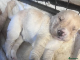 Mixed Breed dogs - Advert 12