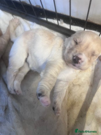 Mixed Breed dogs - Advert 12