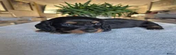 Miniature Dachshund dogs for sale: Beautiful Miniature Dachshund Puppies!💙💙♥️♥️♥️ - Advert 11