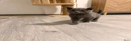 Russian Blue cats for sale: 🐾 GCCF Russian Blue Kittens 😻 - Advert 4