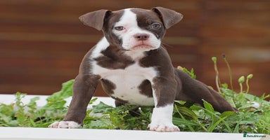 Olde English Bulldogge dogs - Advert 13