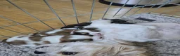Shih Tzu dogs for sale: Shih Tzu puppies  - Advert 5
