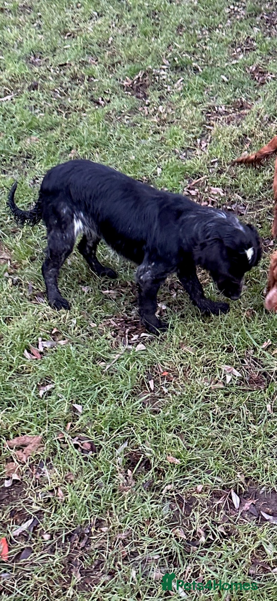 Cocker Spaniel dogs for sale: Hanscombe working cocker spaniel puppies - Advert 10
