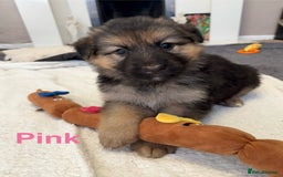 German Shepherd dogs for sale: KC Registered German Shepherd Puppies - Image 25
