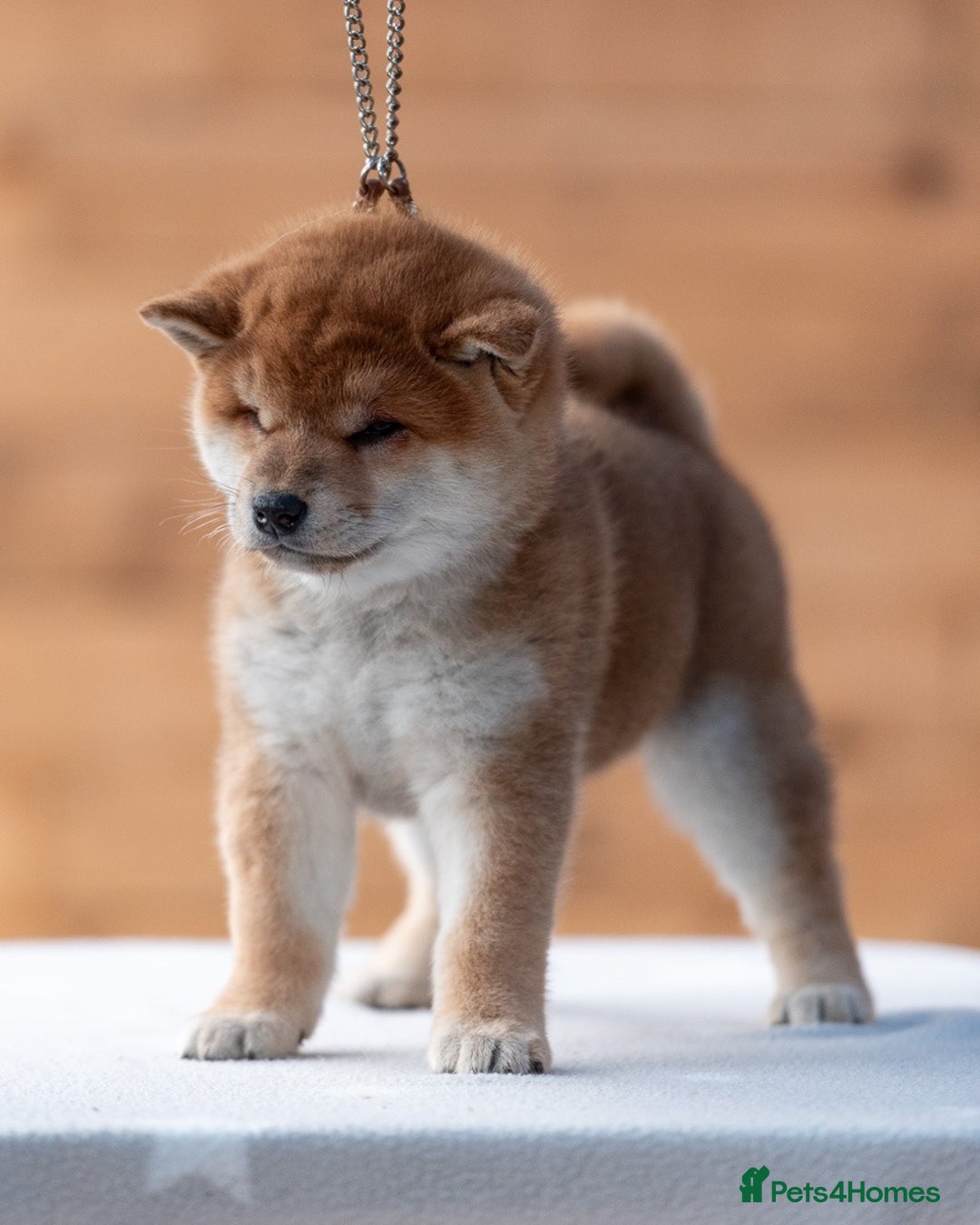 Japanese Shiba Inu dogs for sale: 🐾🏵Original Japanese Shiba inu puppies 🏵🐾 - Advert 17