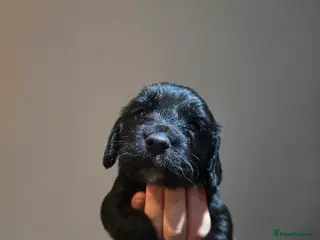 Cocker Spaniel dogs Cocker spaniel puppies for sale - Advert 6