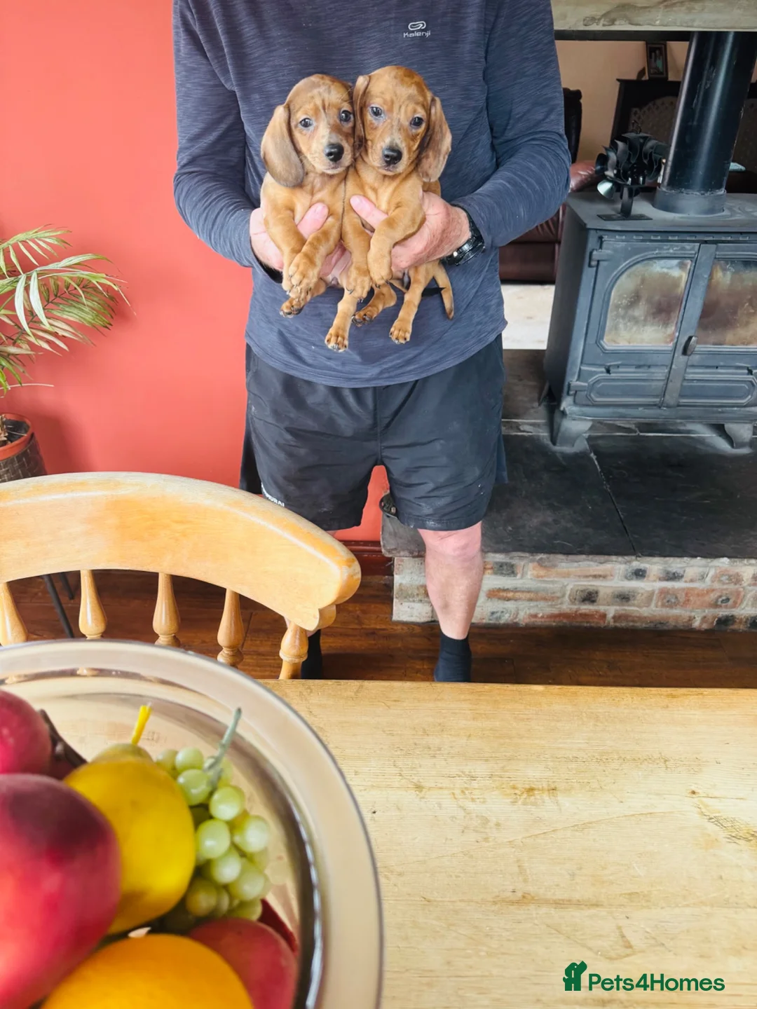 Dachshund dogs for sale: Stunning litter of dachshund pups  - Advert 2