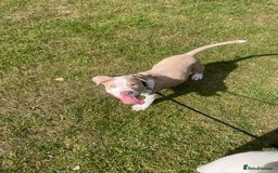 American Bulldog dogs for sale: Beautiful American bulldog boy pup - Image 5