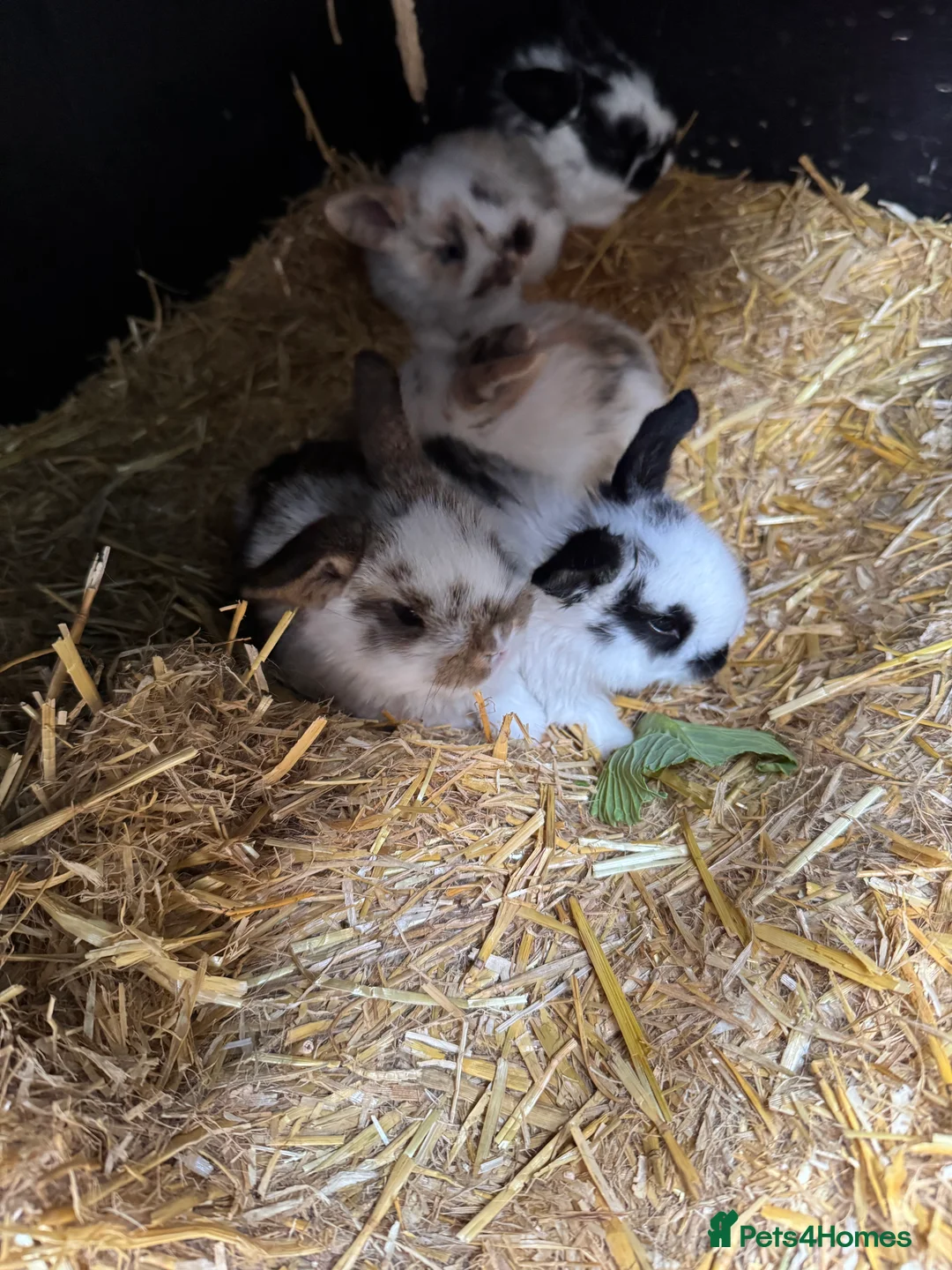 English Lop rabbits for sale: Baby Rabbits - Advert 1