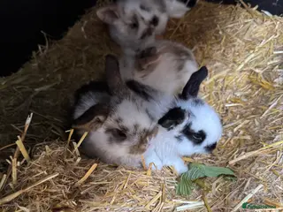 English Lop rabbits Baby Rabbits *Ready Around Easter* - Advert 7