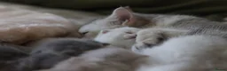 Scottish Fold cats for sale: Scottish fold  - Advert 5