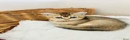 Scottish Fold cats for sale: BEAUTIFUL KITTENS LOOKING FOR THEIR FOREVER HOMES! - Advert 28