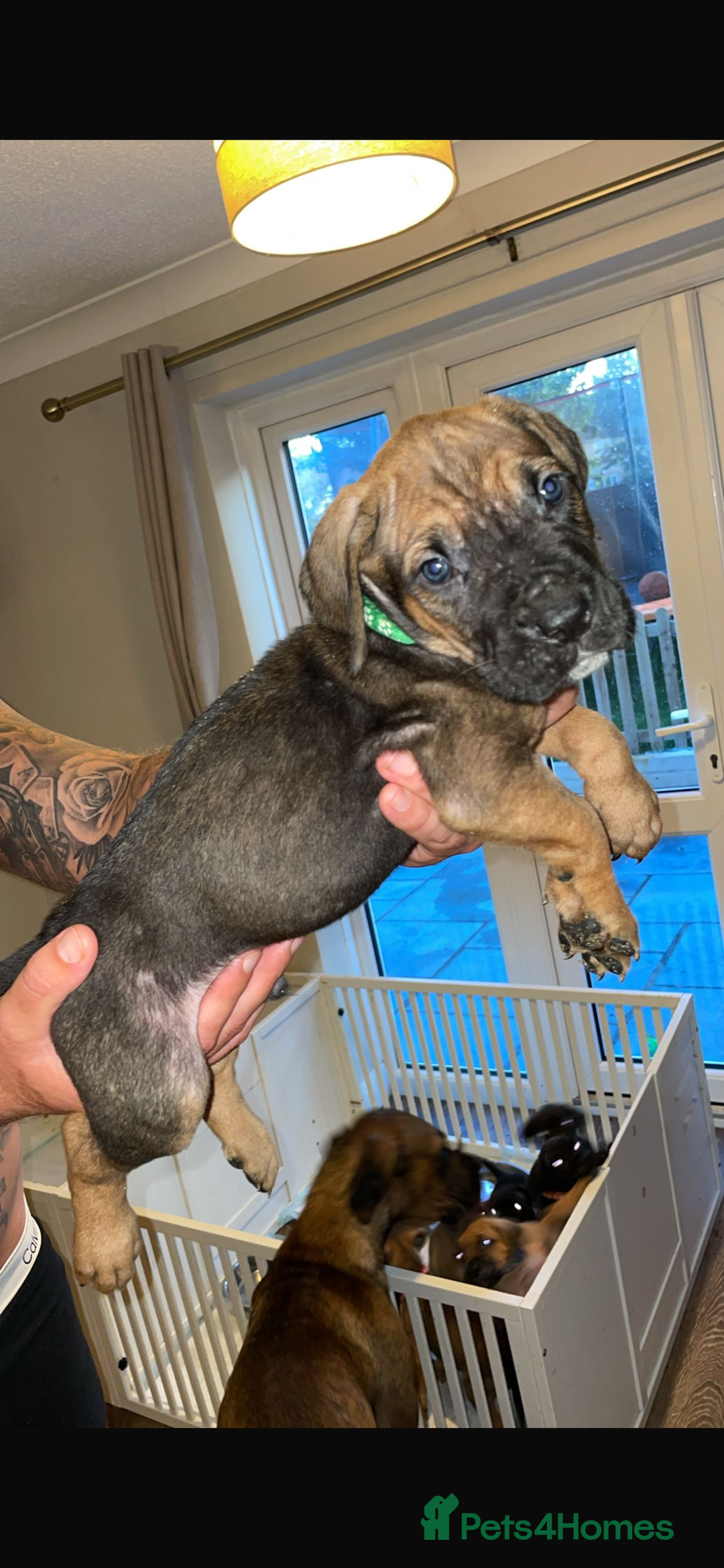 Cane Corso dogs for sale: 9 beautiful cane corso pups for sale - Image 5