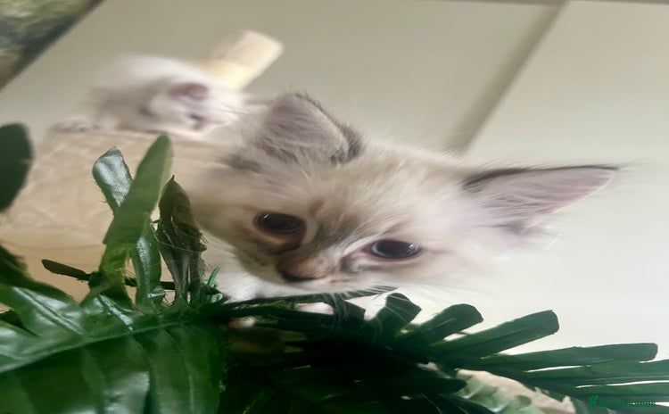 Siberian cats - Advert 9
