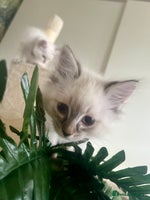 Siberian cats - Advert 3