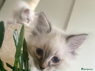 Siberian cats - Advert 3