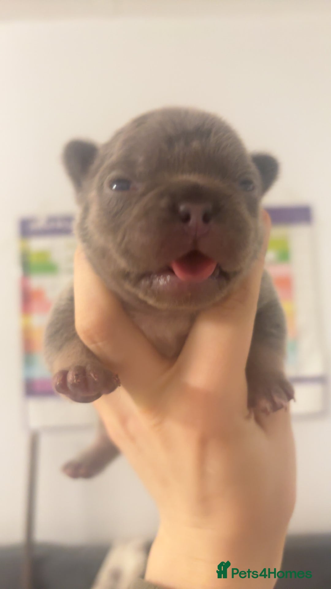 French Bulldog dogs for sale: Beautiful fluffy/carrier French's   - Advert 6