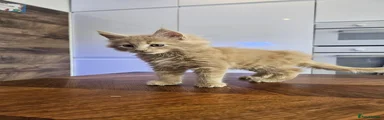 Maine Coon Kitten 2