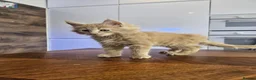 Maine Coon cats for sale: Pure Breed Maine Coon Kittens - Advert 5