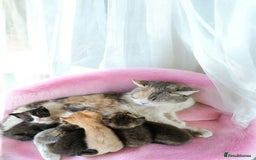 Scottish Fold cats for sale: Bundle of 11 Scottish fold Straight Ears Kittens - Image 37