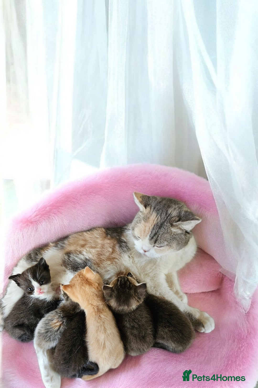 Scottish Fold cats for sale: Bundle of 11 Scottish fold Straight Ears Kittens - Image 37