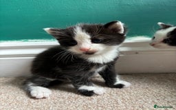 British Longhair cats for sale: Three adorable kittens  - Image 40