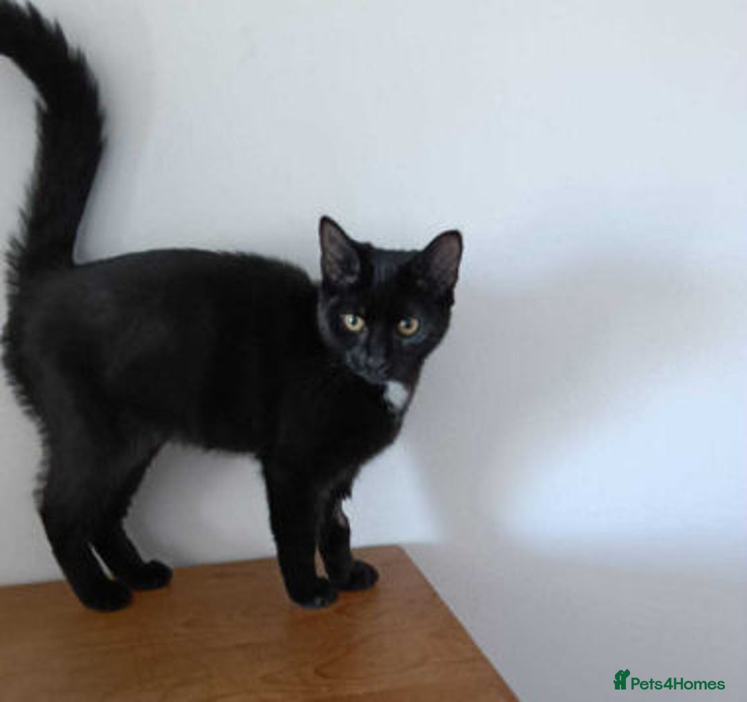 Mixed Breed cats for adoption: AUTUMN - Image 4