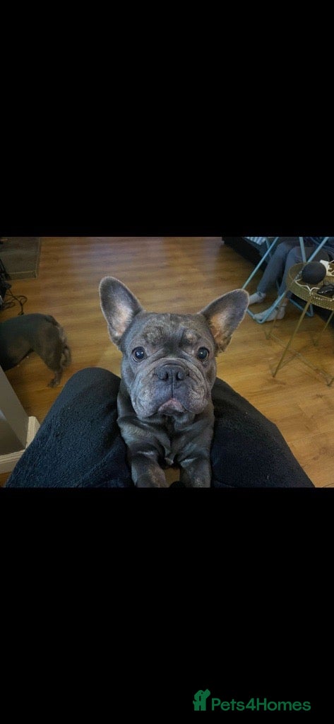 French Bulldog dogs for sale: Luna & Mike NEED a New Loving Home - Advert 3