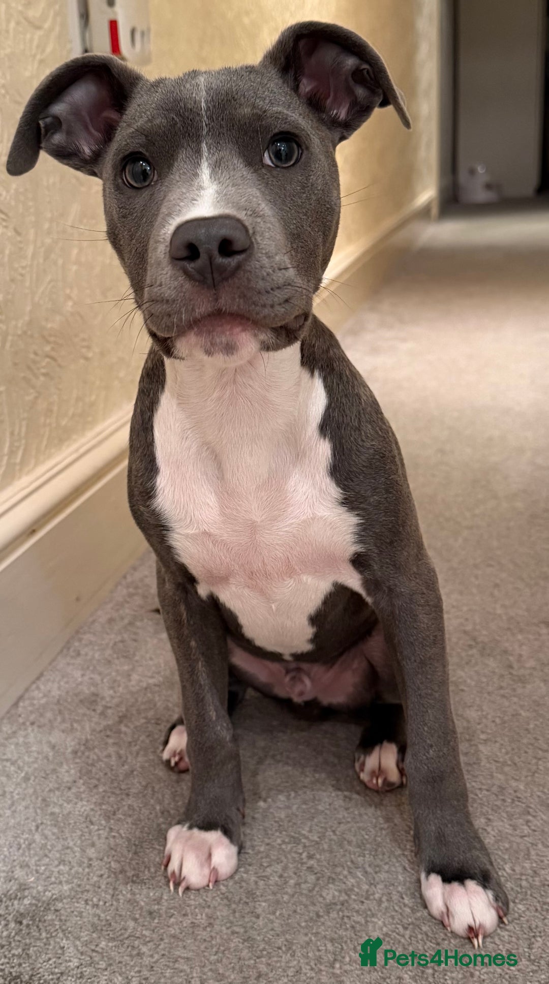 Mixed Breed dogs for sale: 24 week old staff x corso  - Advert 6