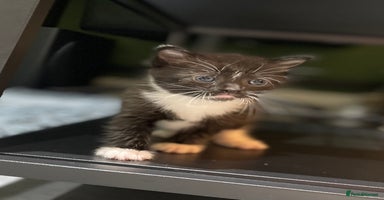 Ragdoll cats - Advert 6