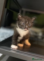 Ragdoll cats - Advert 6