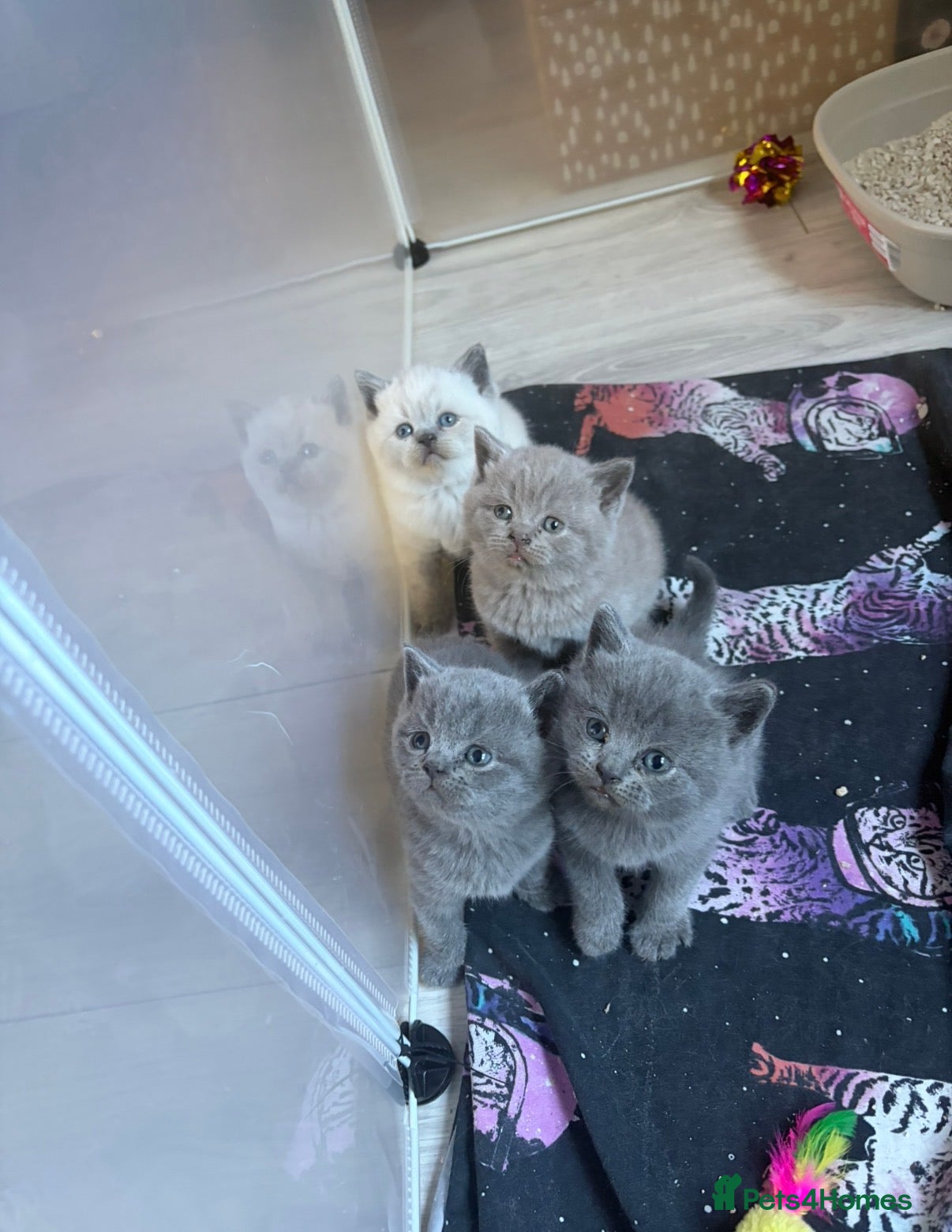 British Shorthair cats Gorgeous British shorthair kittens 💙 💙 🩷 🩷  - Advert 3