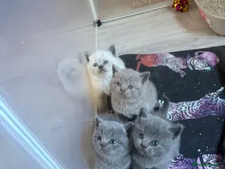 British Shorthair cats Gorgeous British shorthair kittens 💙 💙 🩷 🩷 - Advert 2