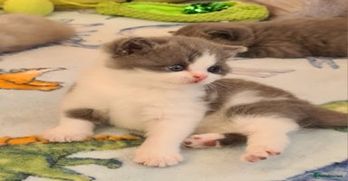 British Shorthair cats British ShortHair kittens Register GCCF  - Advert 3