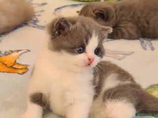 British Shorthair cats British ShortHair kittens Register GCCF - Advert 2