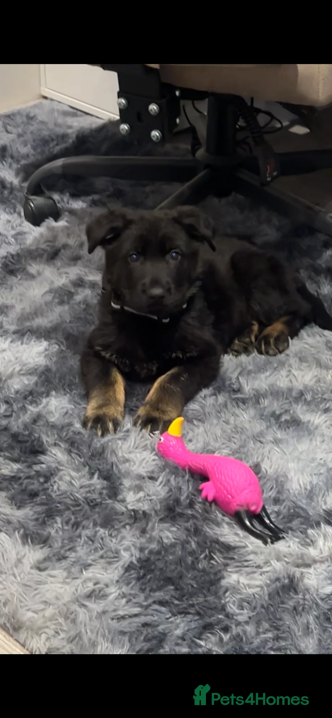 German Shepherd dogs for sale: German Shepherd 7 weeks old puppy male - Advert 1