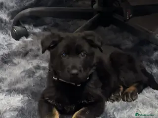 German Shepherd dogs German Shepherd 7 weeks old puppy male - Advert 1