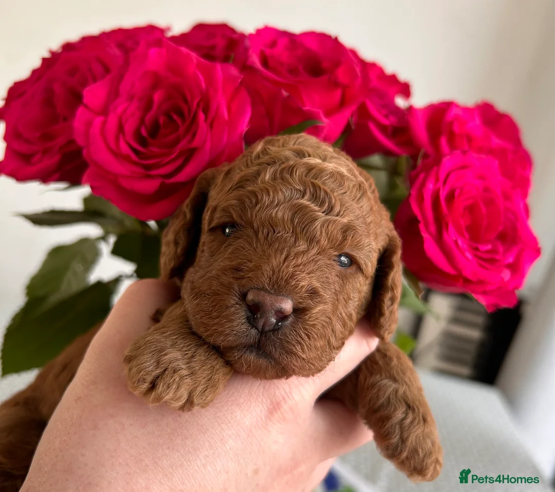 Poodle dogs for stud: Kc health tested fox red toy poodle in Stevenage - Advert 20