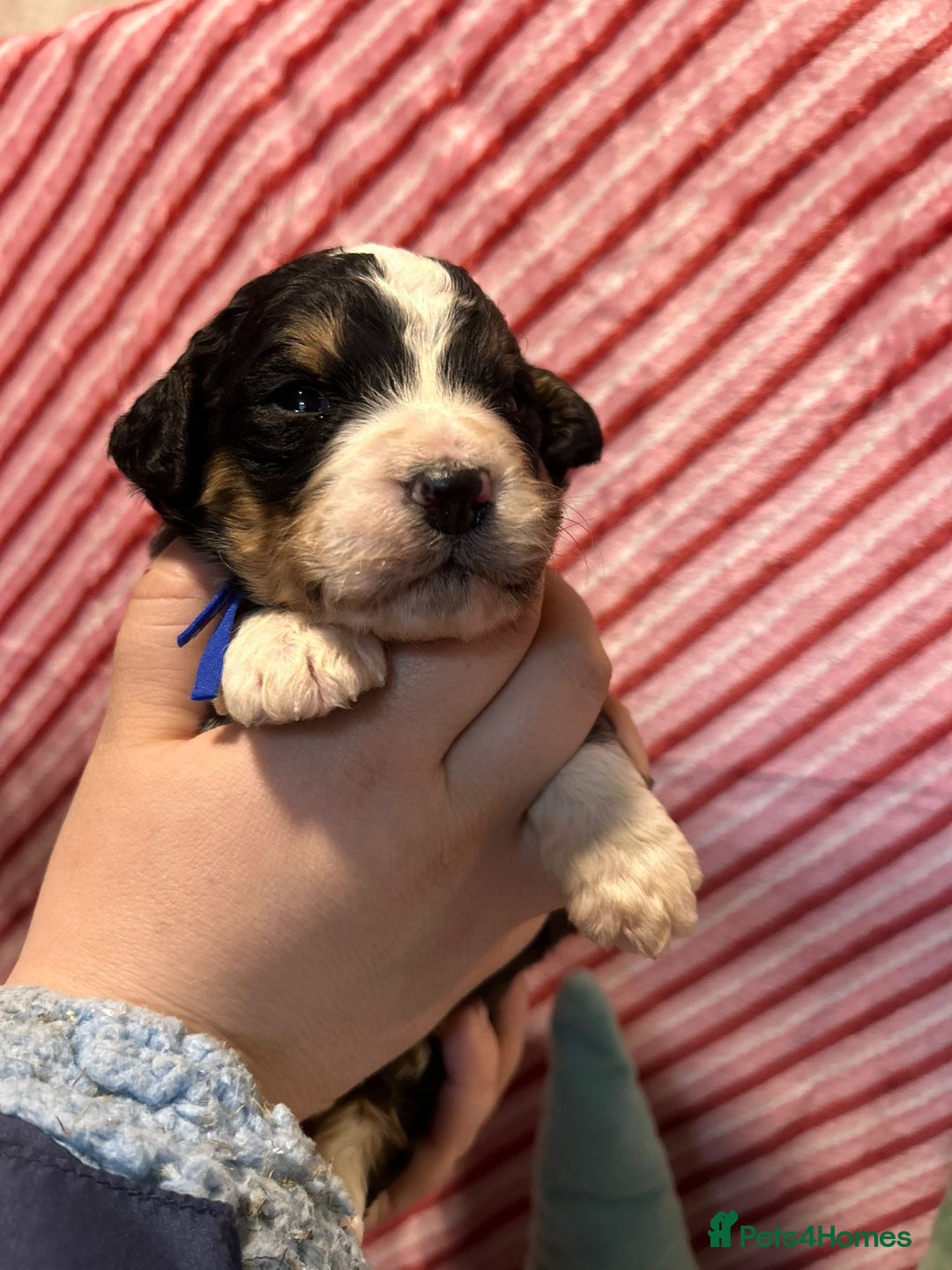 Bernedoodle dogs for sale: Tri Bernedoodle boys and girls  - Advert 12