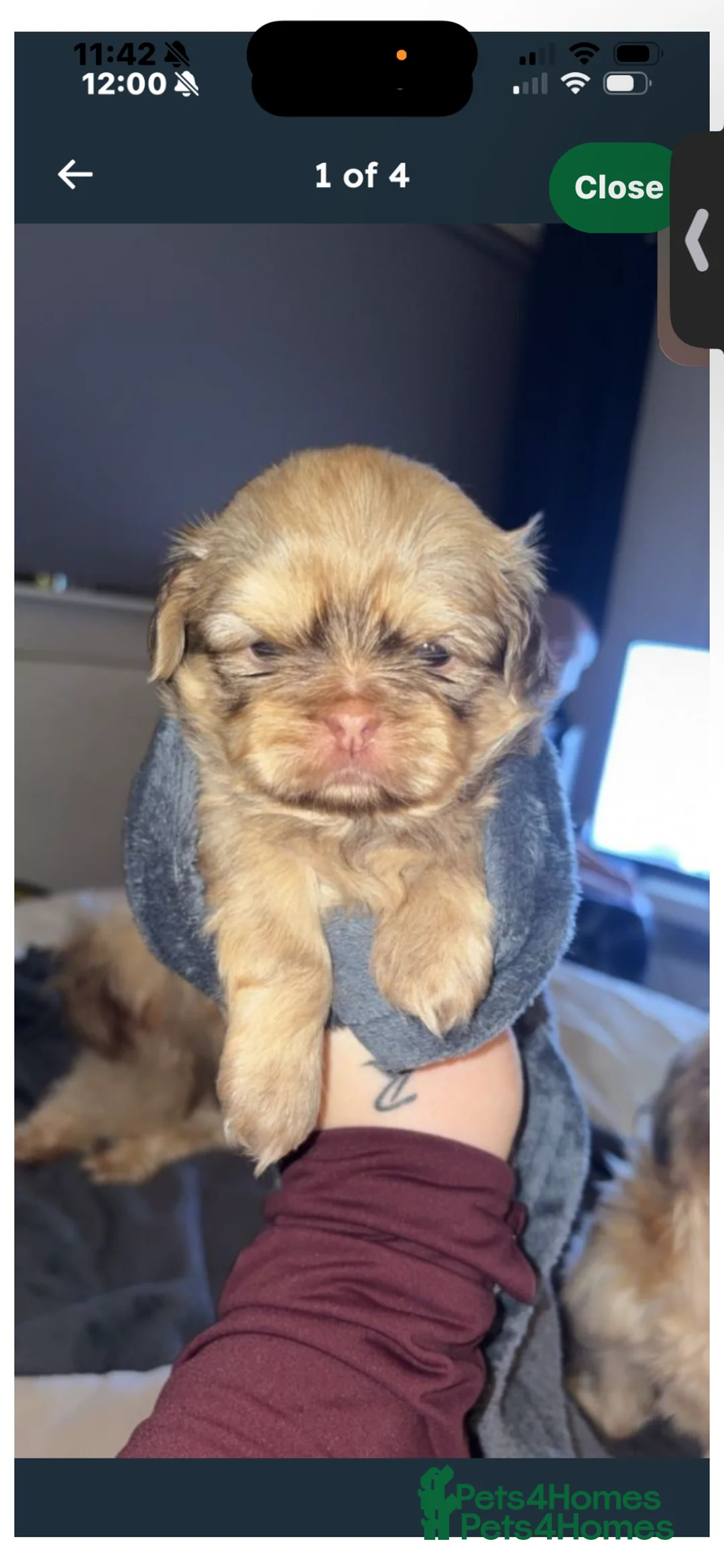 Shih Tzu dogs for sale: Shih Tzus puppies - Advert 4