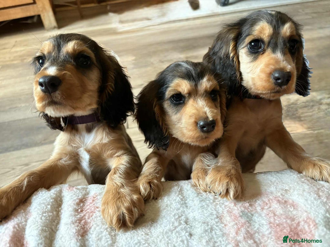 Cocker Spaniel dogs for sale: Show type Cocker Spaniel Puppies - Image 24