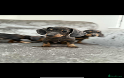 Miniature Dachshund dogs for sale: Miniature Dachshunds  - Advert 1