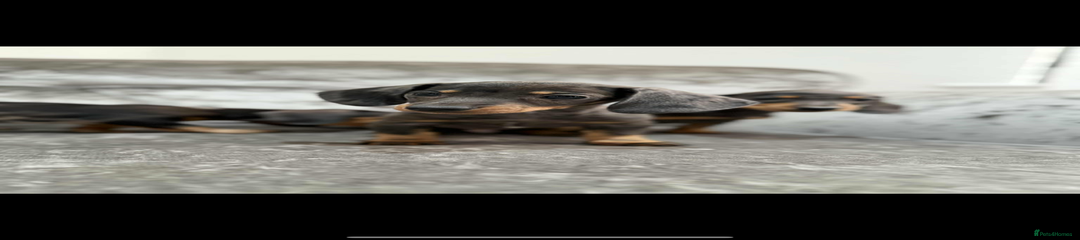 Miniature Dachshund Puppy 1