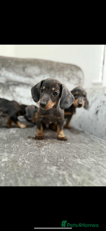 Miniature Dachshund dogs Miniature Dachshunds - Advert 1